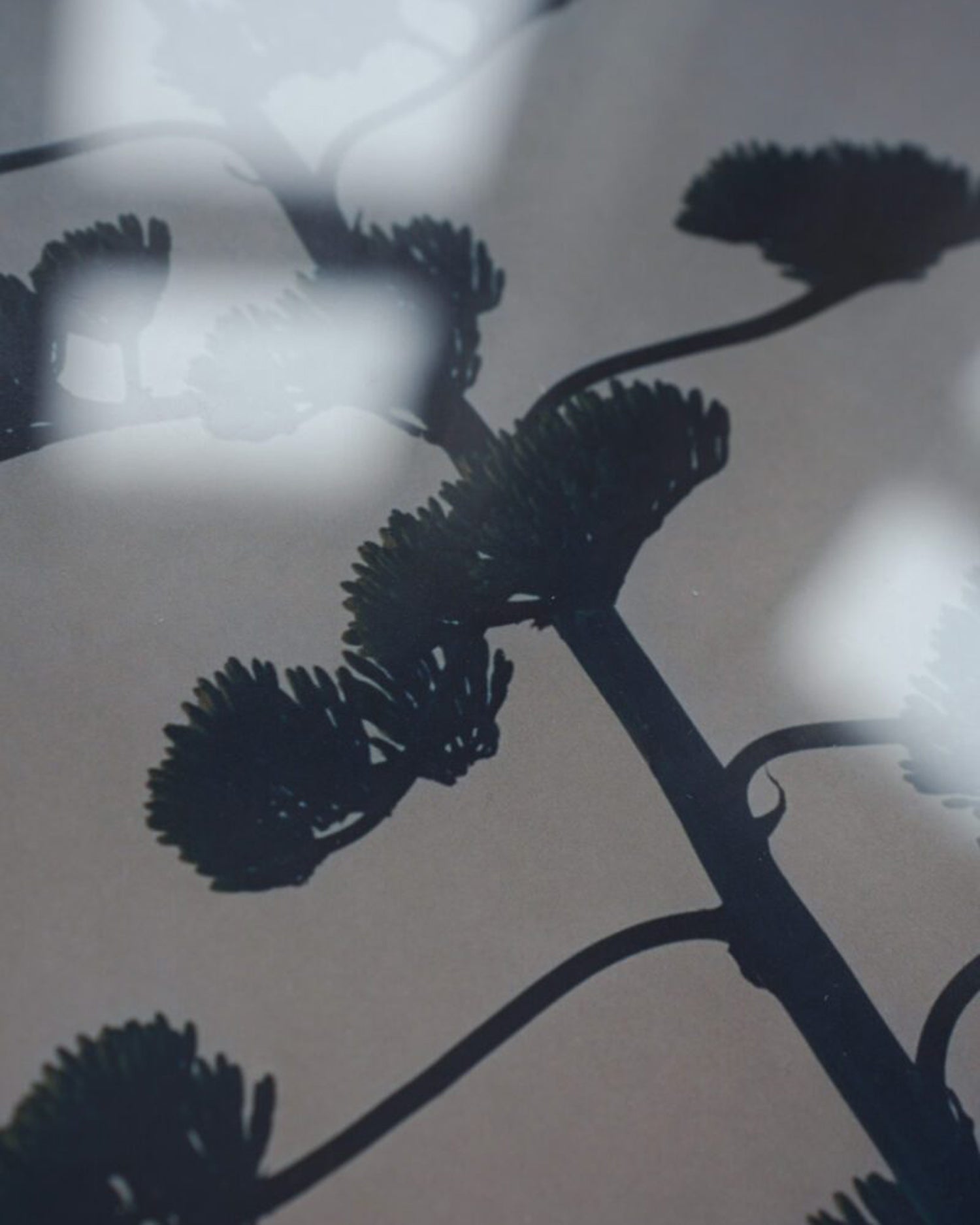 Hvar Agave Flower - Armin Tehrani