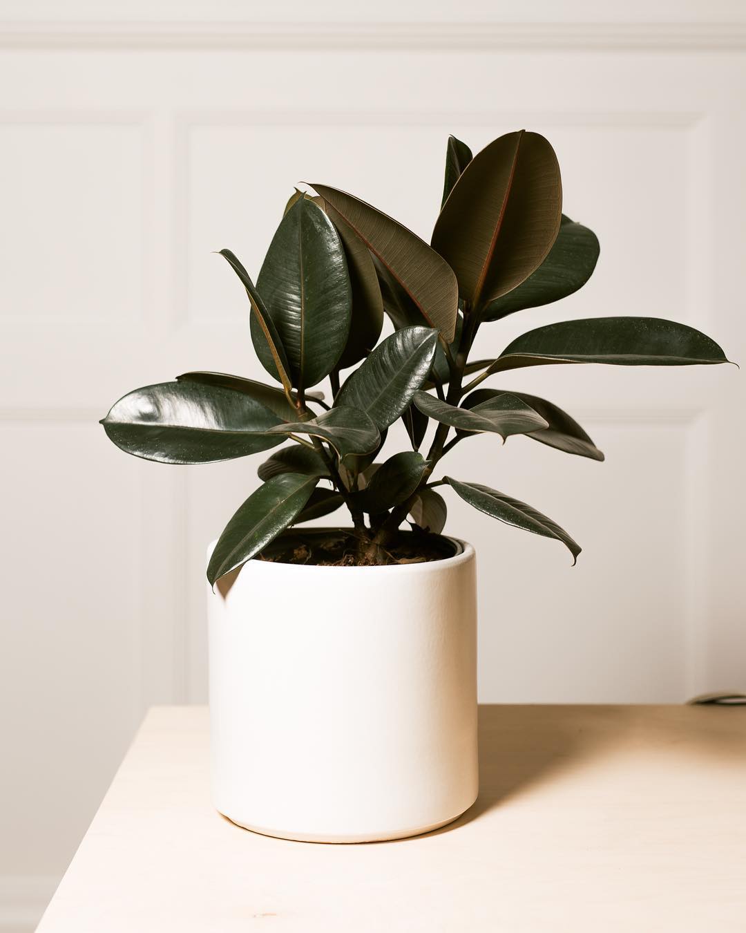 Large Matte White Cylinder Pot